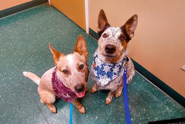 Meyer Veterinary Hospital 7