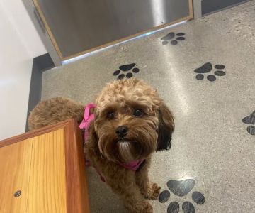 Thrive Pet Healthcare - Arlington Heights