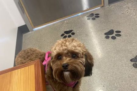 Thrive Pet Healthcare - Arlington Heights