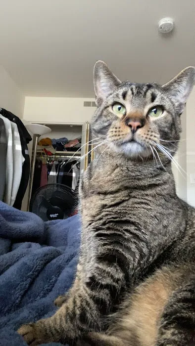 Arlington Cat Clinic 12