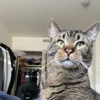 Arlington Cat Clinic ico
