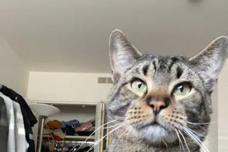 Arlington Cat Clinic