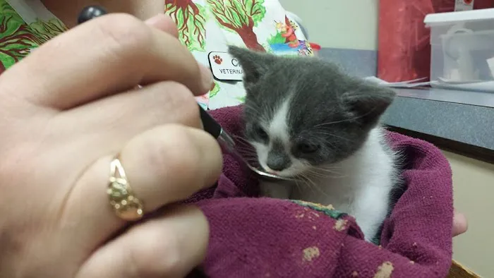 Arlington Cat Clinic 12