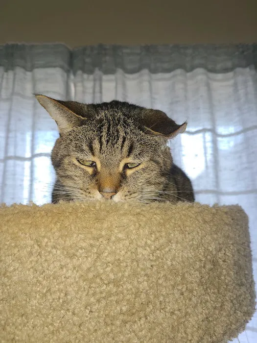 Arlington Cat Clinic 12