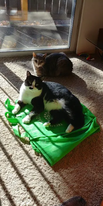 Arlington Cat Clinic 12