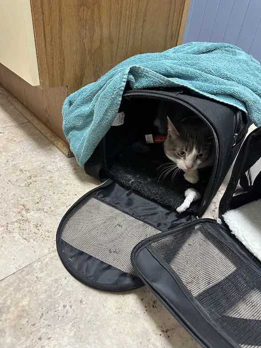 Arlington Cat Clinic 12