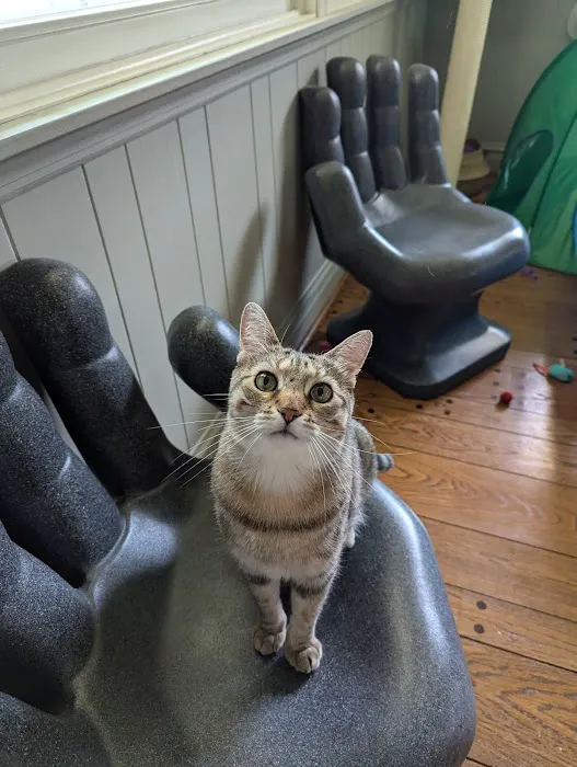 Arlington Cat Clinic 12