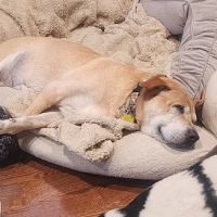 Rand Road Animal Hospital ico