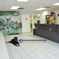 Prospect Animal Hospital ico