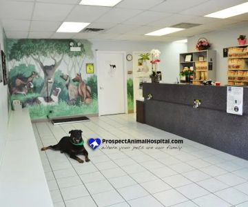 Prospect Animal Hospital