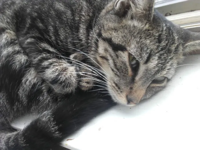 Prospect Animal Hospital 5