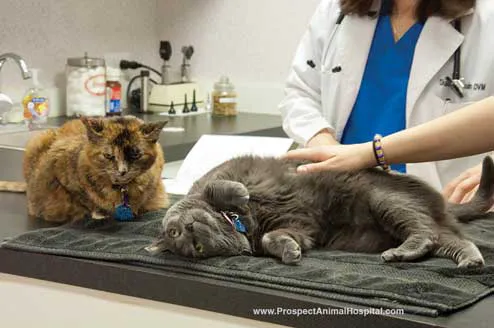 Prospect Animal Hospital 3
