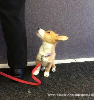 Prospect Animal Hospital 2