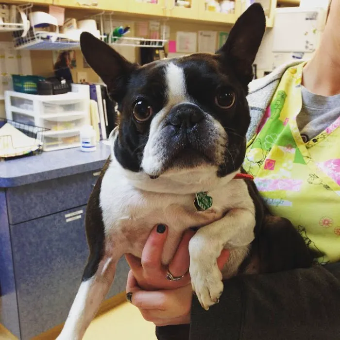 March Animal Hospital 5