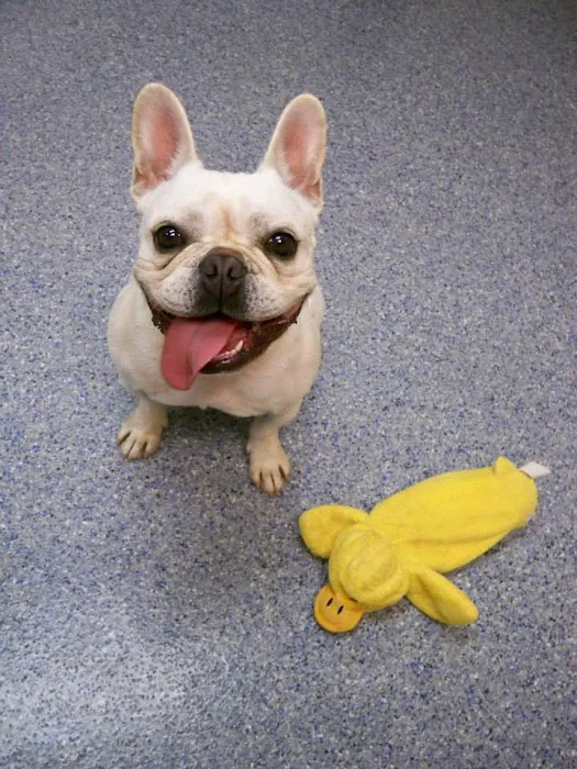 March Animal Hospital 10