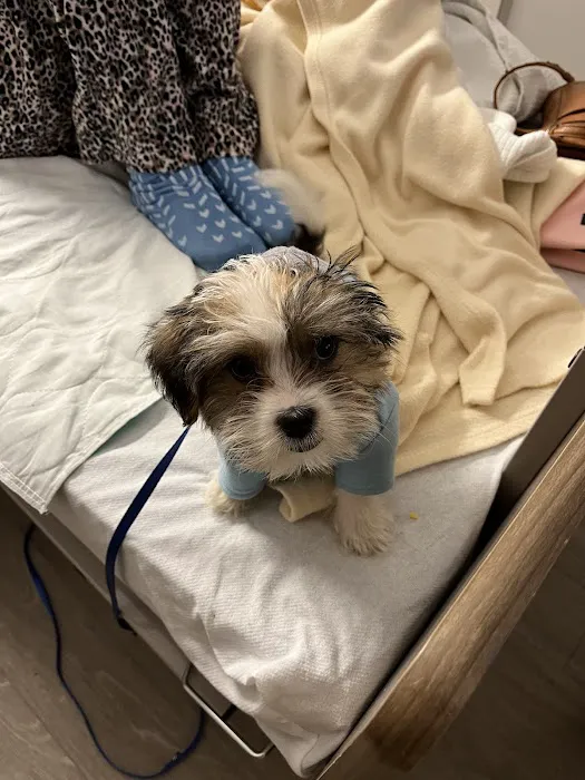 March Animal Hospital 9
