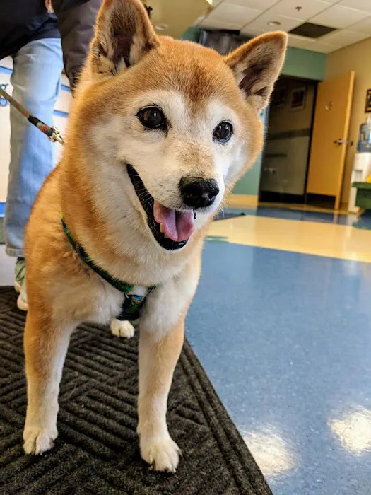 March Animal Hospital 8