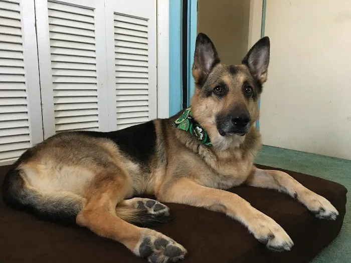 Arlington Heights Animal Hospital 12