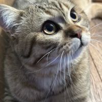 Palatine Family Pet Care LLC ico