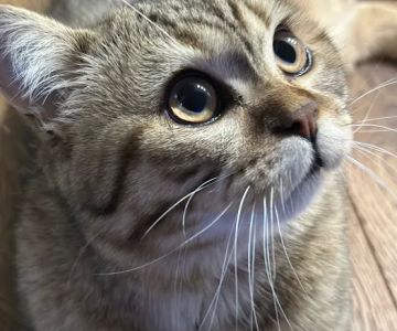 Palatine Family Pet Care LLC