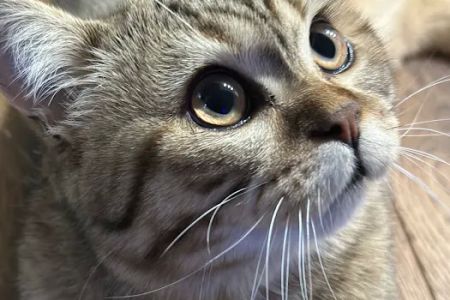 Palatine Family Pet Care LLC
