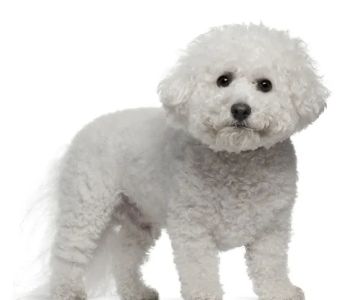 Mt Plaines Animal Hospital