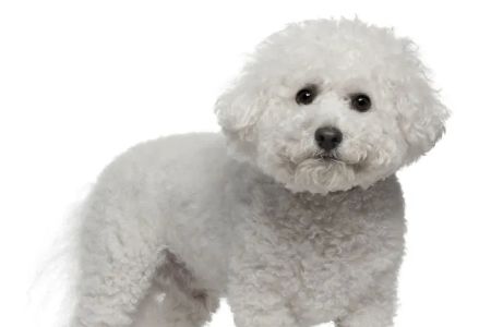 Mt Plaines Animal Hospital