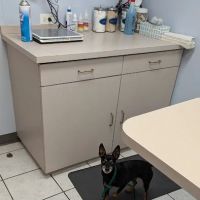Palatine Animal Hospital ico