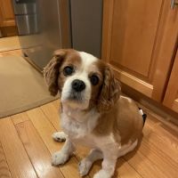 Wright Animal Hospital ico