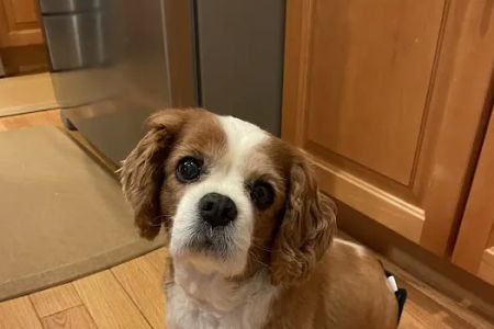 Wright Animal Hospital