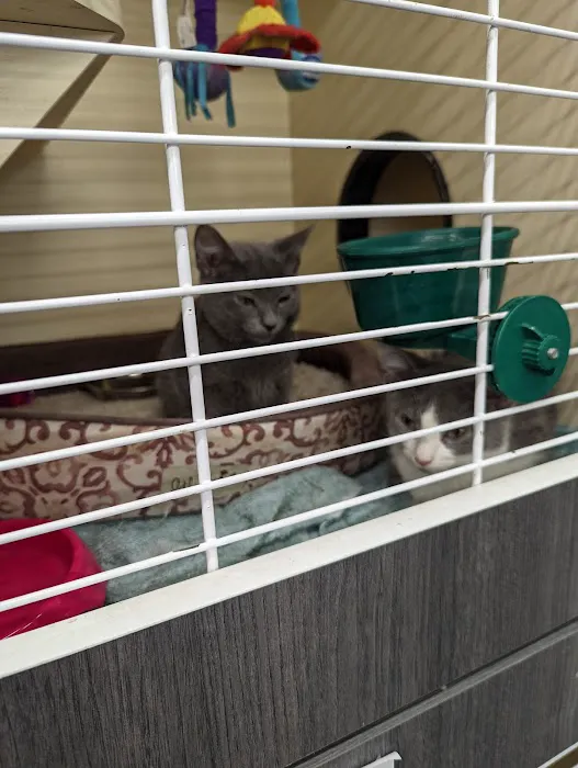 VIP Petcare Vaccination Clinic 12