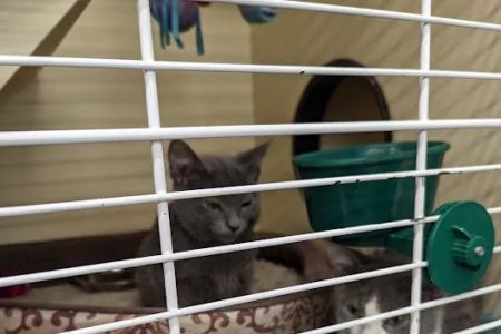 VIP Petcare Vaccination Clinic