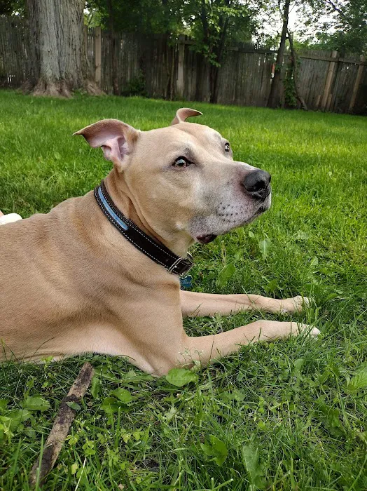Hilltop Animal Hospital - Experienced Veterinarian in Palatine 7