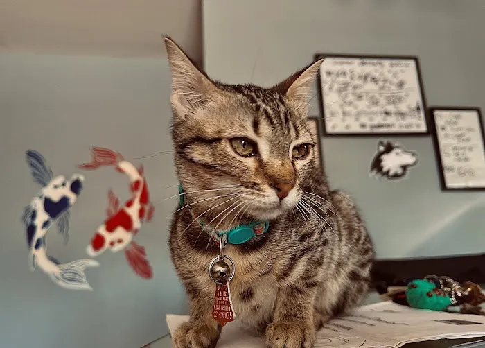 Hilltop Animal Hospital - Experienced Veterinarian in Palatine 2