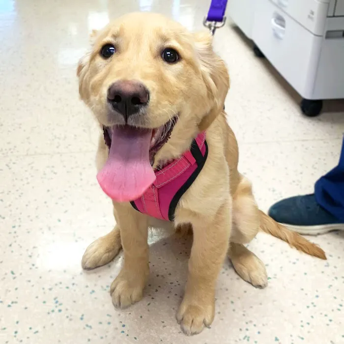 Dundee Animal Hospital 6