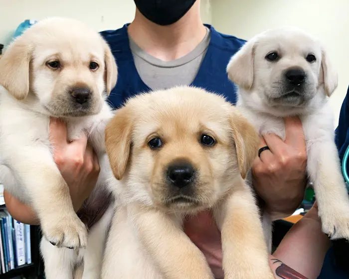 Dundee Animal Hospital 4