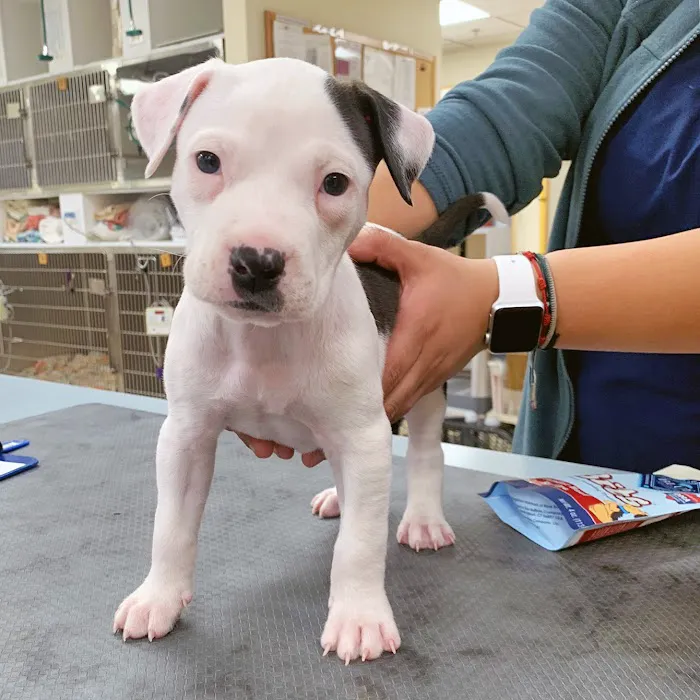 Dundee Animal Hospital 8