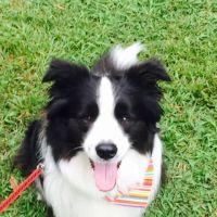 North Hoffman Veterinary Clinic ico