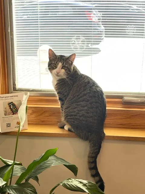 Oakton Animal Hospital 3