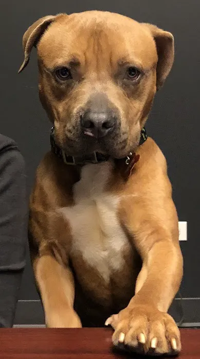 Oakton Animal Hospital 4