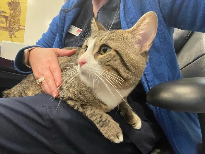 Oakton Animal Hospital 1