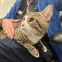 Oakton Animal Hospital ico