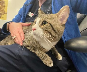 Oakton Animal Hospital