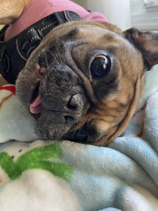 Oakton Animal Hospital 10