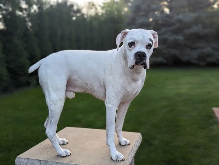Northwest Animal Hospital 7