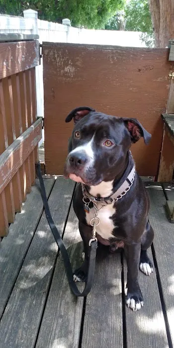 Northwest Animal Hospital 4