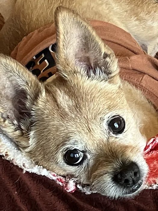 Northwest Animal Hospital 9