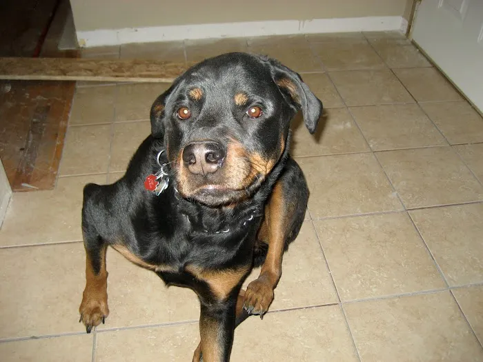 Deer Grove Animal Hospital 9