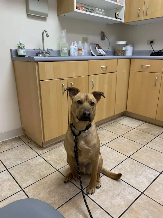 Deer Grove Animal Hospital 2
