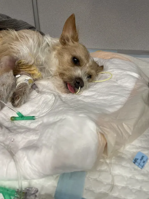 Arizona Veterinary Emergency & Critical Care Center 3